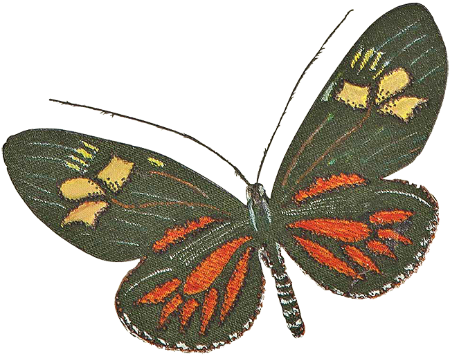 Бабочка «Геликонида»