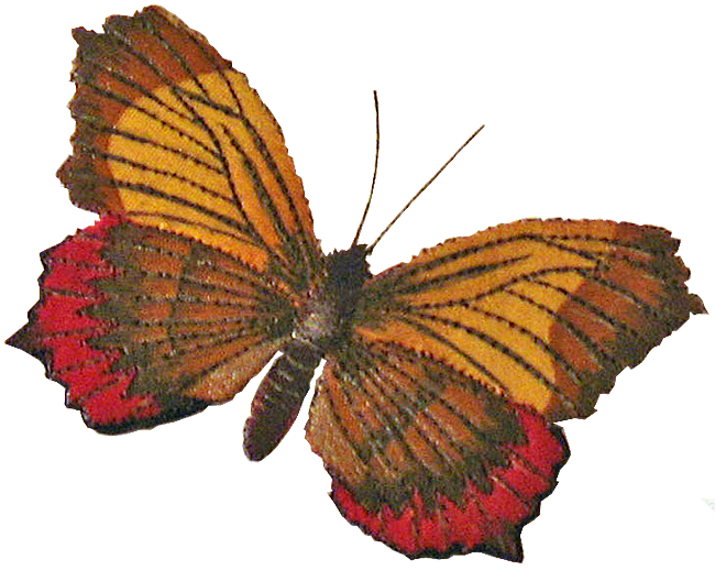 Бабочка «Таугетис хризогоне»