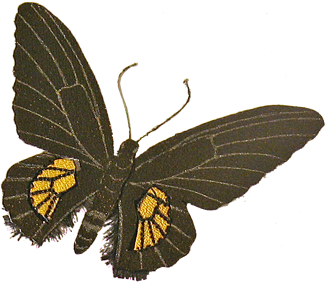 Бабочка «Эпикопея»